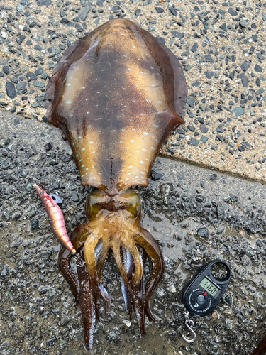 アオリイカの釣果