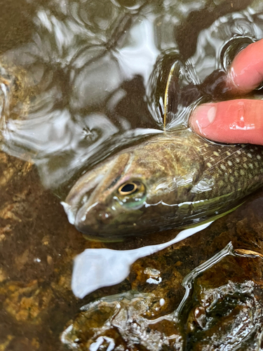 ニッコウイワナの釣果