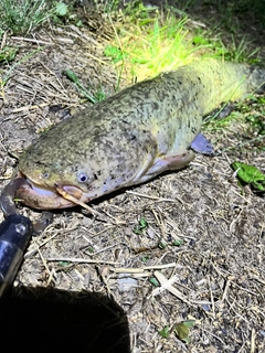 ナマズの釣果