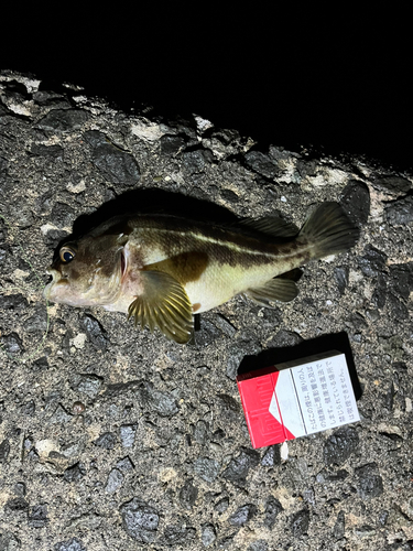 ソイの釣果