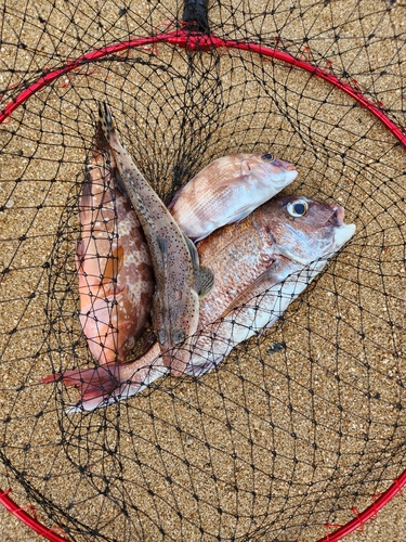 タイの釣果