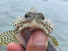 カンモンハタの釣果