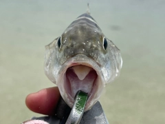 コトヒキの釣果