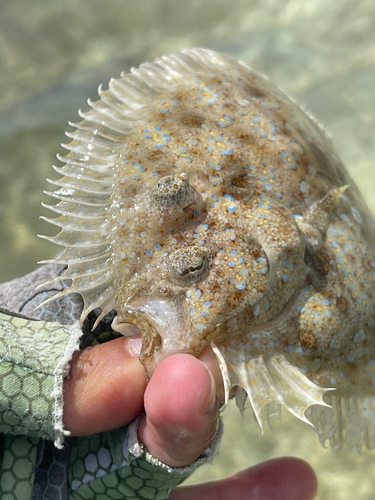 トゲダルマガレイの釣果