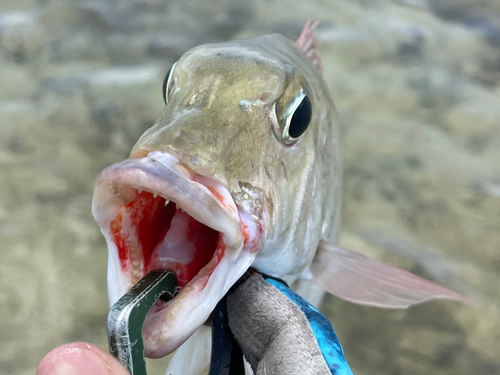 マトフエフキの釣果