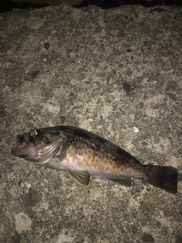 クロソイの釣果