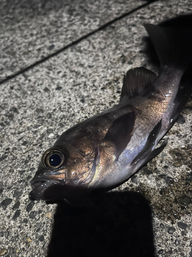 アカメバルの釣果