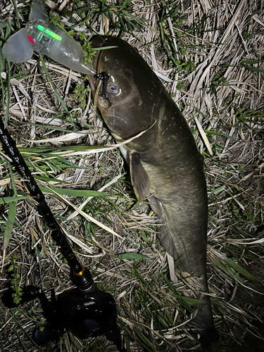 マナマズの釣果