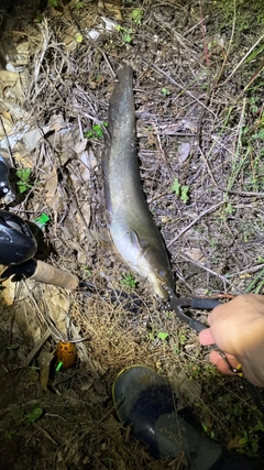 マナマズの釣果