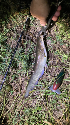 マナマズの釣果