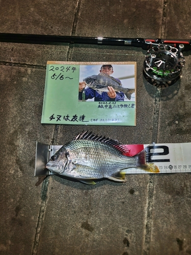 キビレの釣果