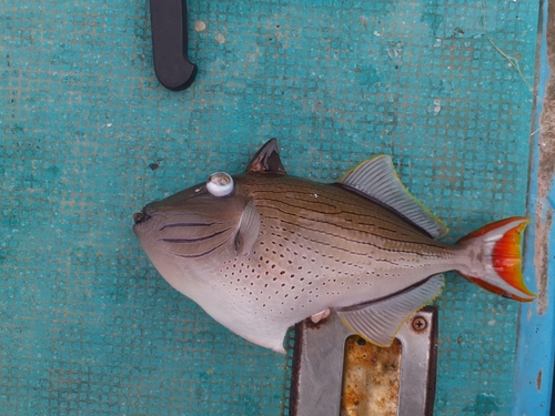 カワハギの釣果