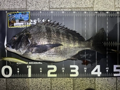 クロダイの釣果