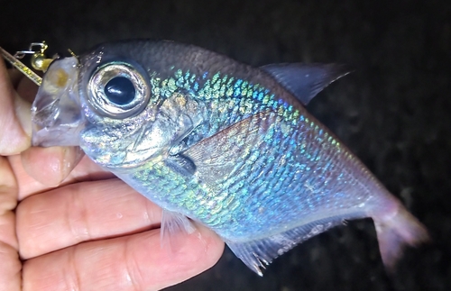 ミナミハタンポの釣果