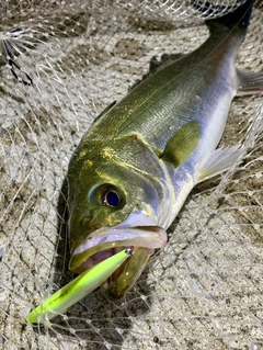 フッコ（マルスズキ）の釣果