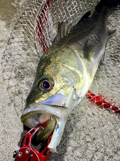 フッコ（マルスズキ）の釣果