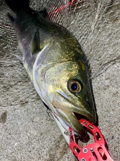 フッコ（マルスズキ）の釣果