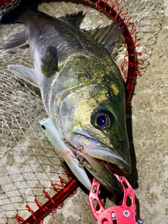 スズキの釣果