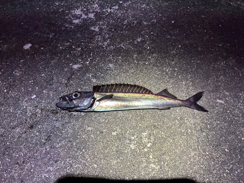 クロシビカマスの釣果