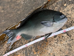 オナガグレの釣果