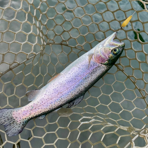 ニジマスの釣果