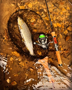 ブラウントラウトの釣果