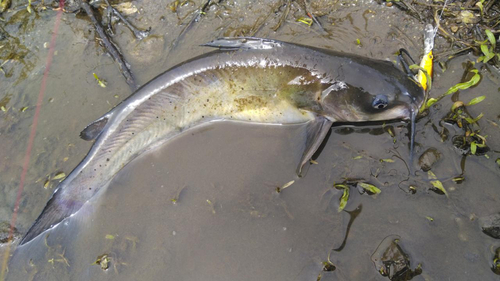 アメリカナマズの釣果