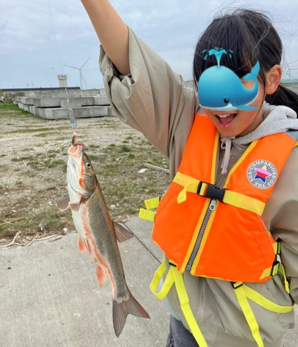 ウグイの釣果