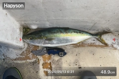 ハマチの釣果