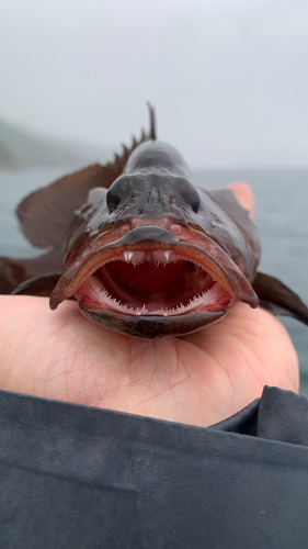 ヤミハタの釣果