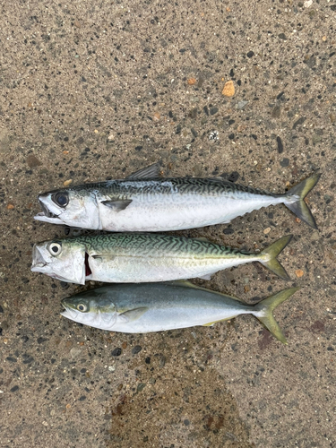 サバの釣果