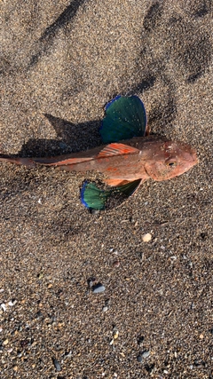 ホウボウの釣果