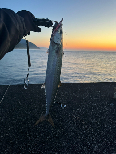 サゴシの釣果