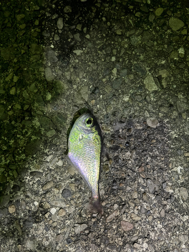 ミナミハタンポの釣果