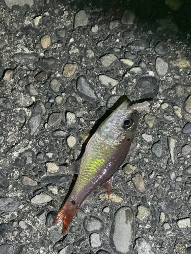 ネンブツダイの釣果