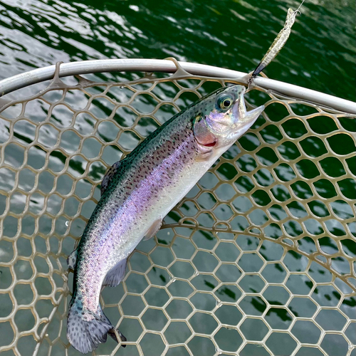 ニジマスの釣果