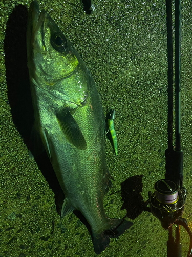 シーバスの釣果