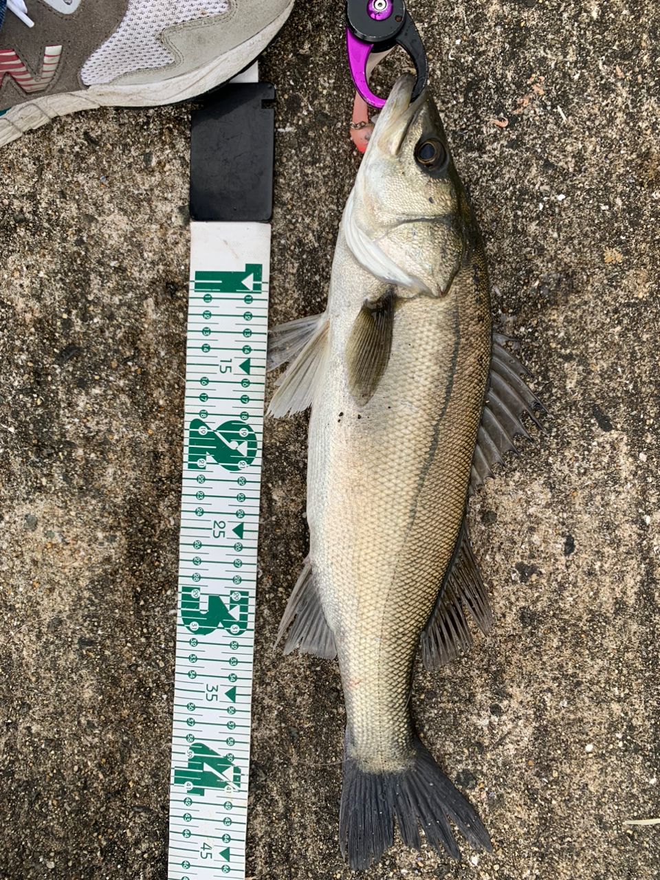 ハネ（マルスズキ）