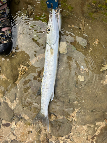 オニカマスの釣果