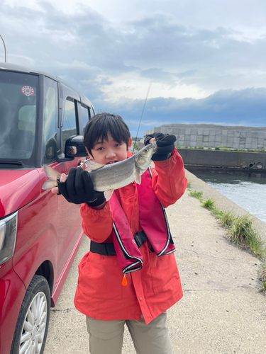 ウグイの釣果