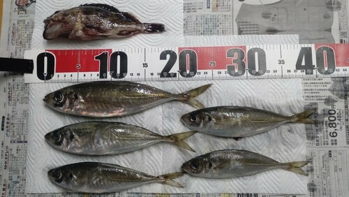 アジの釣果