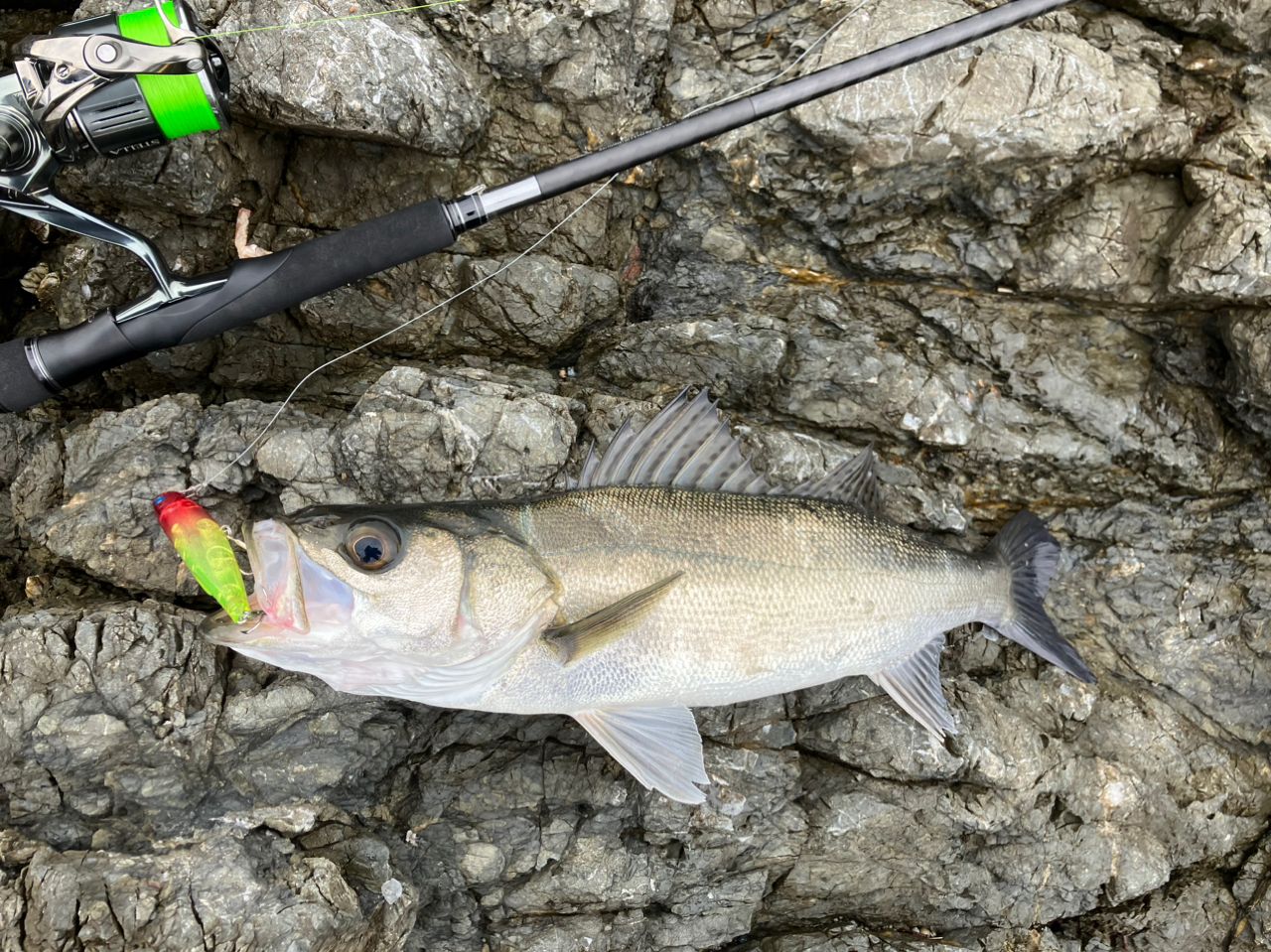 SHIMANO 19エクスセンスジェノス (磯マル・ヒラスズキモデル) S108M+/R