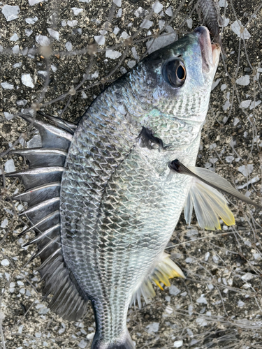 キビレの釣果