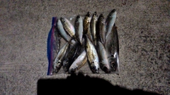 アジの釣果