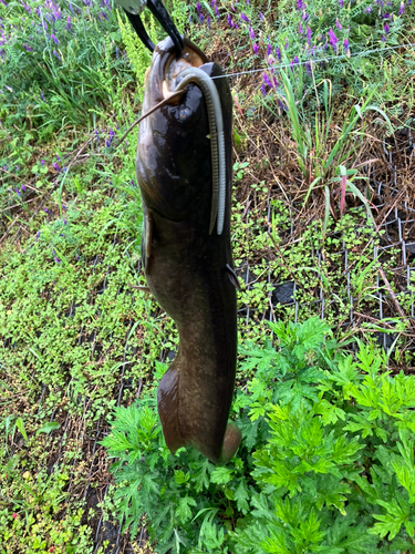 ナマズの釣果