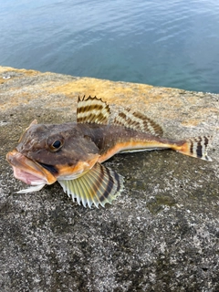 ツマグロカジカの釣果