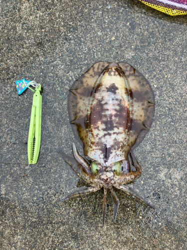 アオリイカの釣果