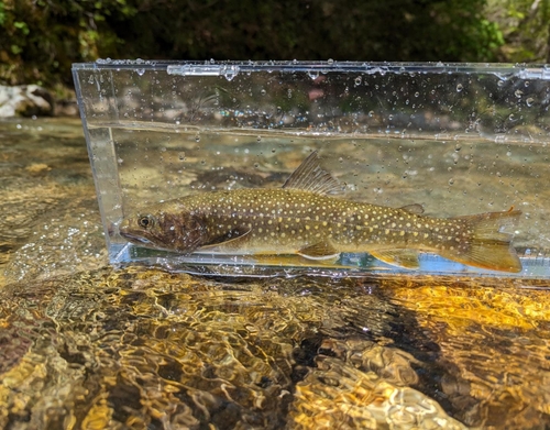 ニッコウイワナの釣果