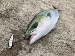 メジロの釣果