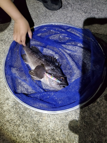 ソイの釣果